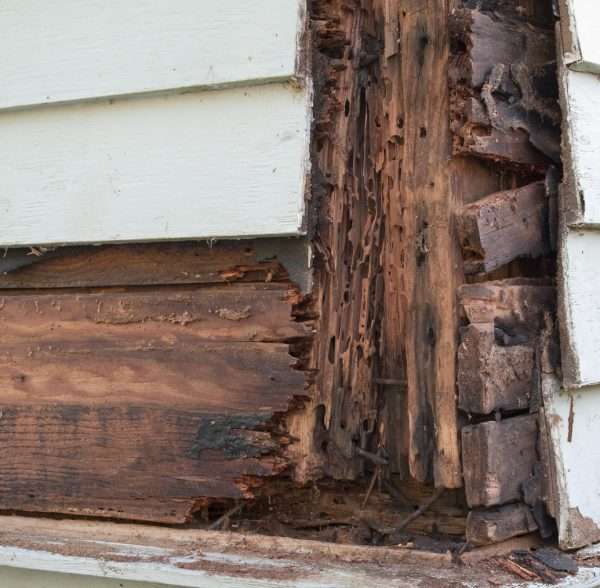 termite-inspection-company-cincinnati-oh