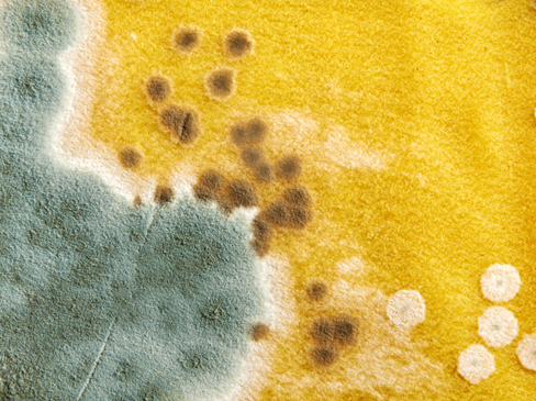 Mold-inspector-Florence-KY Inspection-for-Mold-Florence-KY