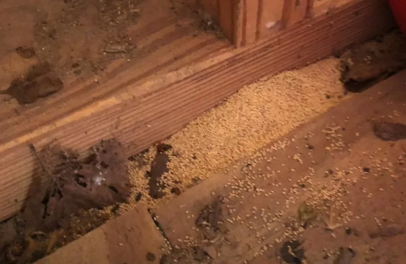 Termite-damage-in-a-house-in-northern-ky