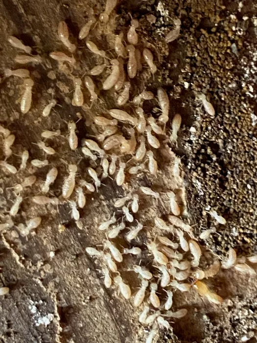 Termites found during a home inspection